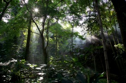 Xiamen Botanical Gardens